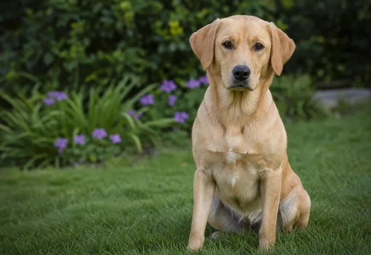 Chien attentif assis sur l'herbe dans un jardin, observé de près en lumière naturelle douce