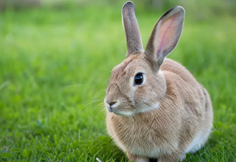 Lapin domestique aux longues oreilles, assis calmement dans l'herbe, en pleine lumière naturelle