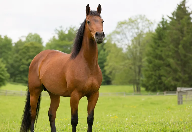 Cheval brun dans un pré verdoyant, tête relevée et naseaux ouverts, en pleine lumière naturelle