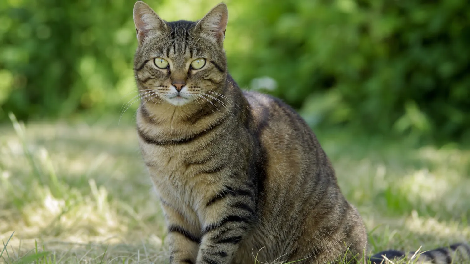 Chat au pelage tigré assis calmement à l'extérieur, observé de près en lumière naturelle douce