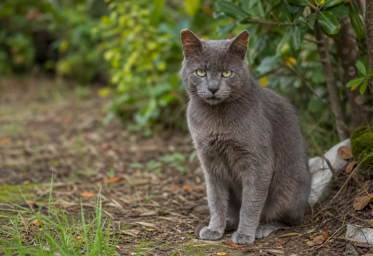 Chat gris aux oreilles marquées par le temps, assis calmement en extérieur, lumière naturelle douce