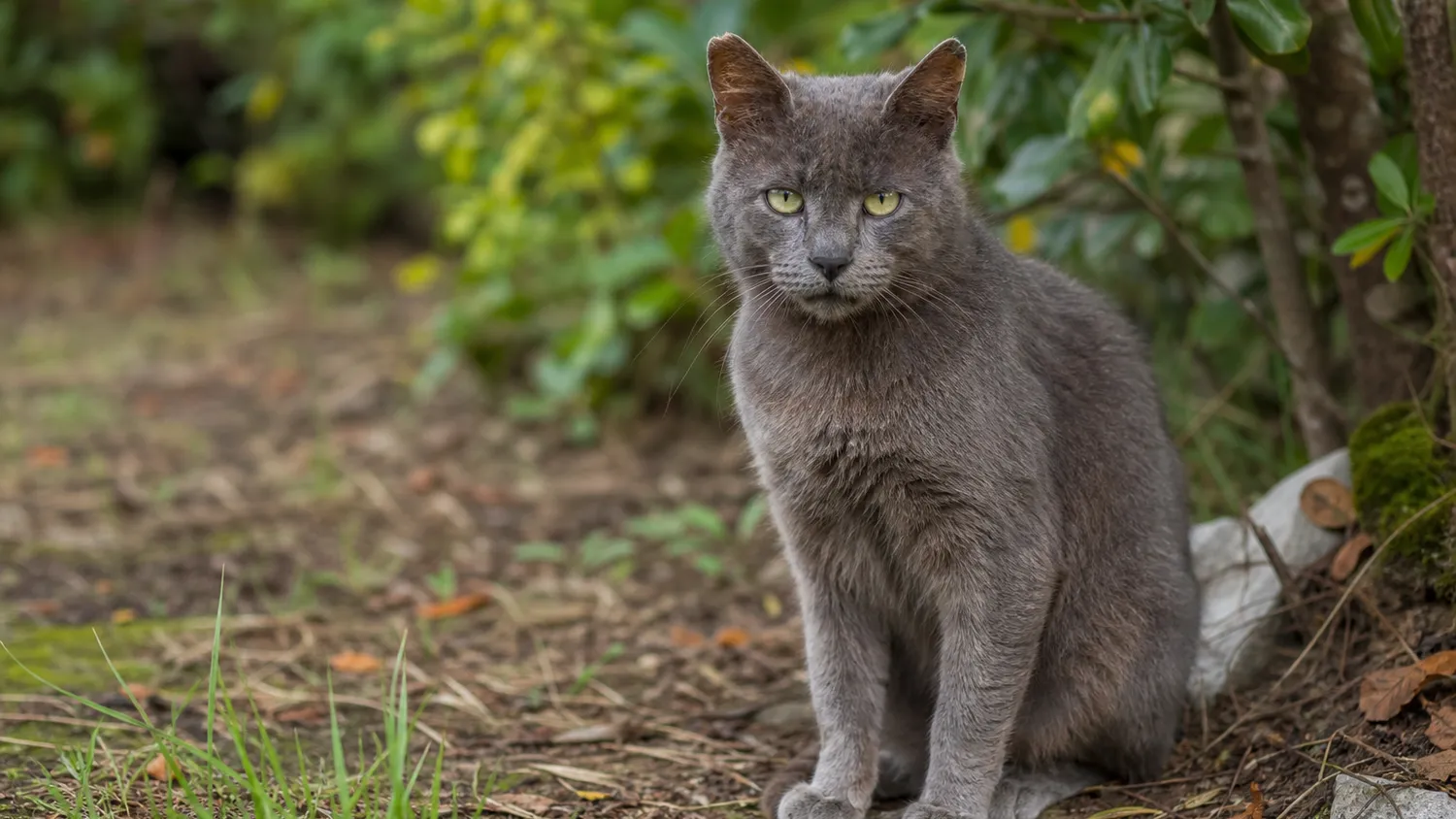Chat gris aux oreilles marquées par le temps, assis calmement en extérieur, lumière naturelle douce