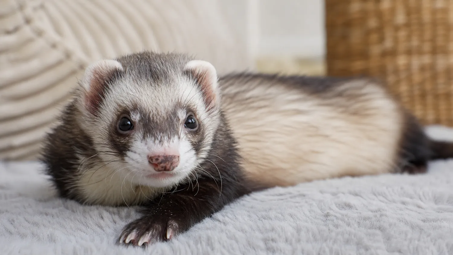 Furet au pelage brun et clair observé de près, allongé calmement à l'intérieur, en pleine lumière naturelle