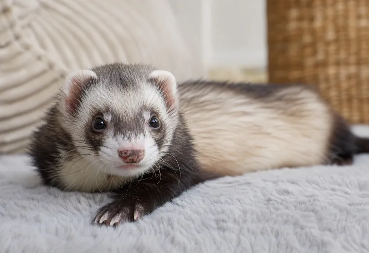 Furet au pelage brun et clair observé de près, allongé calmement à l'intérieur, en pleine lumière naturelle