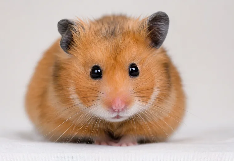 Hamster doré aux joues rondes observé de près à l'intérieur, en pleine lumière naturelle douce