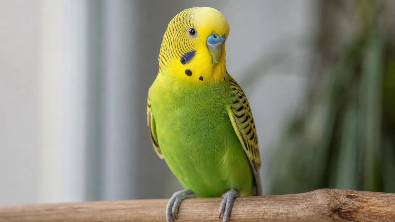 Perruche au plumage vert et jaune observée de près sur son perchoir, en pleine lumière naturelle