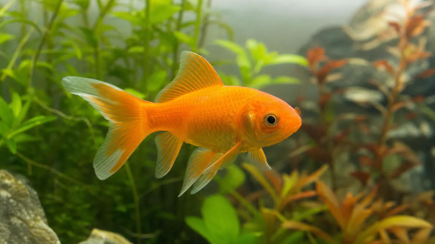 Poisson rouge orange nageant dans un aquarium bien entretenu, vu de près, en lumière naturelle douce