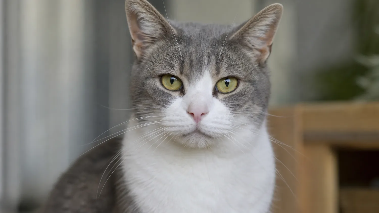 Chat au pelage gris et blanc regardant de face à l'intérieur, en pleine lumière naturelle douce