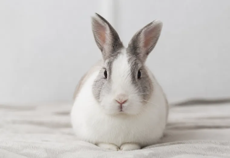 Lapin au pelage blanc et gris assis à l'intérieur, tête légèrement tournée, en pleine lumière naturelle douce