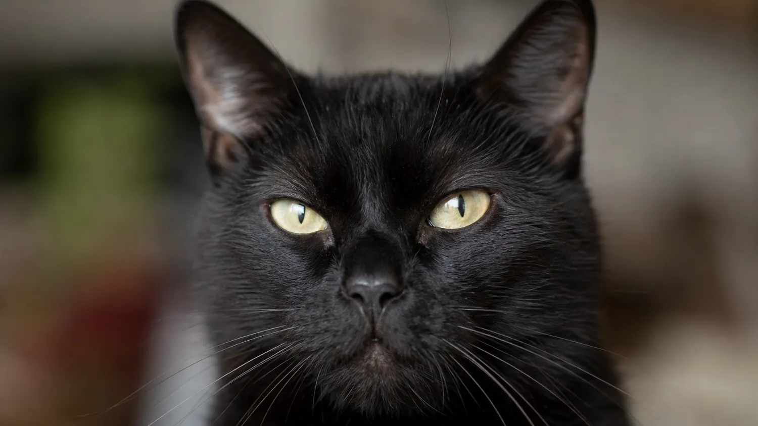 Chat au pelage noir assis à l'intérieur, menton et museau visibles de près, en pleine lumière naturelle