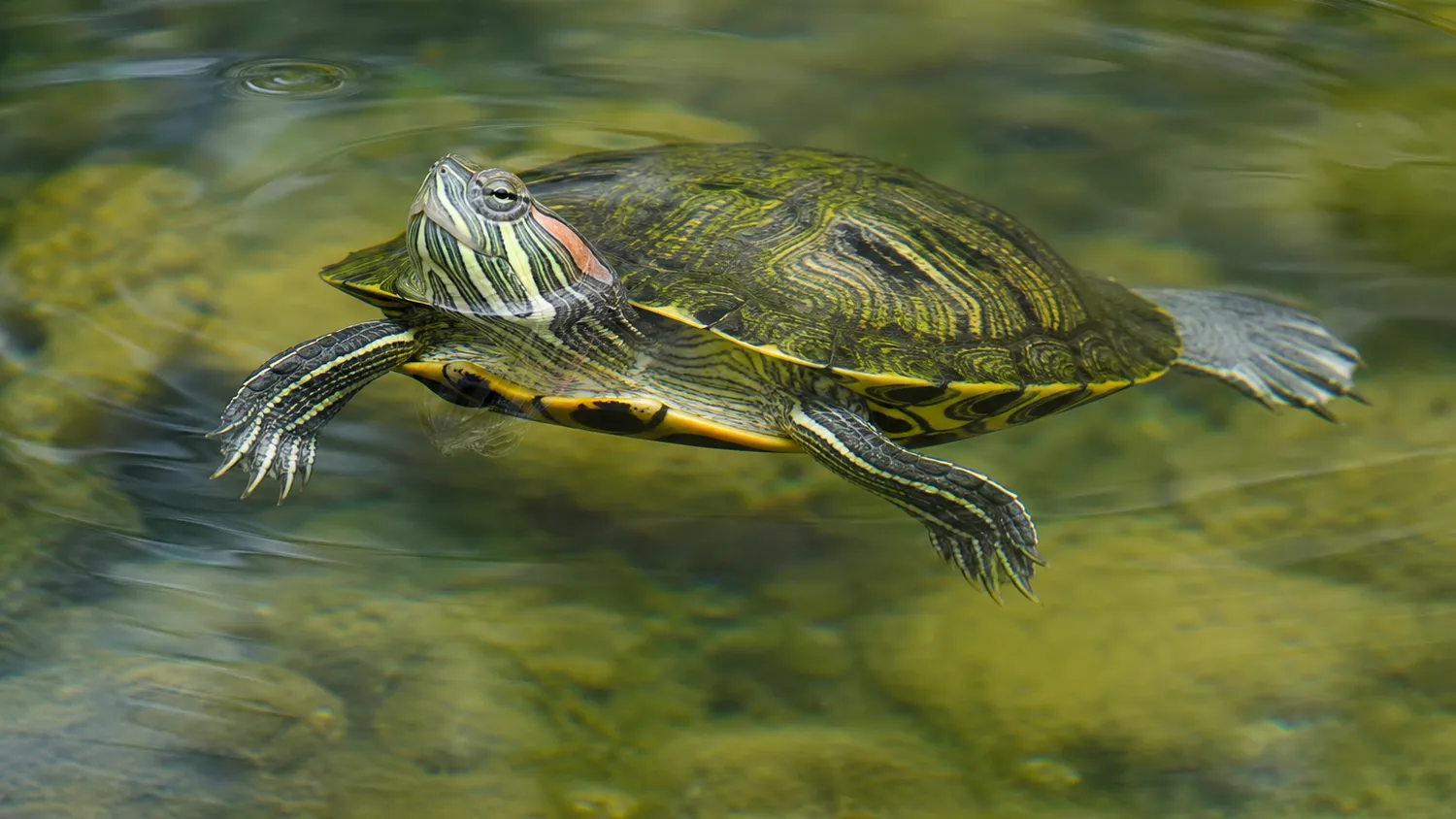 Tortue aquatique au corps vert et jaune nageant près de la surface d'un bassin en eau claire, lumière naturelle