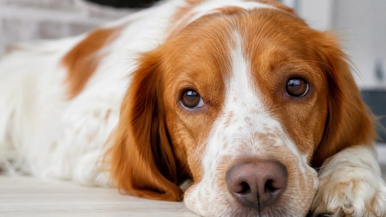Chien au pelage blanc et roux, truffe visible de près, allongé à l'intérieur en pleine lumière naturelle