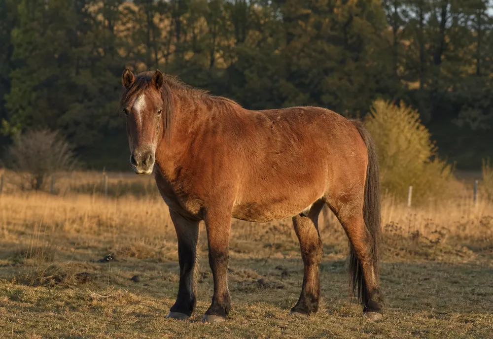 Cheval âgé au pelage brun et poil légèrement long dans un pré en pleine lumière naturelle extérieure