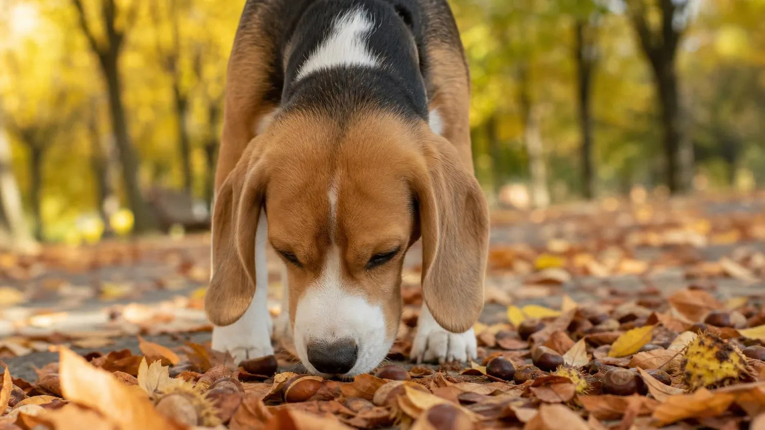Beagle reniflant des marrons d'Inde tombés sur un chemin de parc couvert de feuilles d'automne