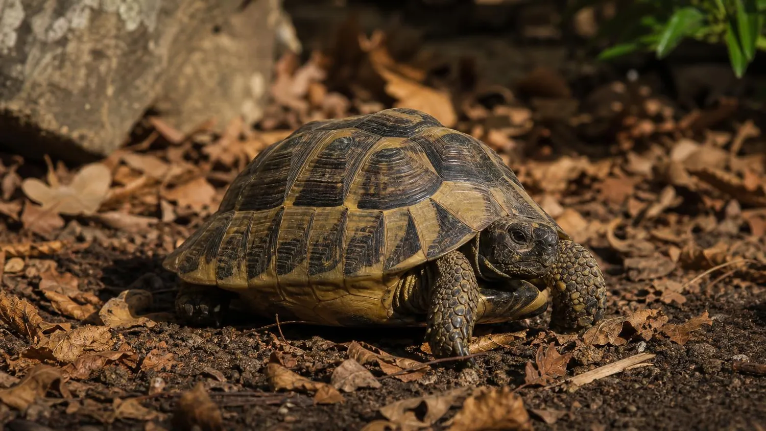 Tortue d'Hermann avançant parmi les feuilles mortes dans un enclos de jardin sous un soleil bas d'automne