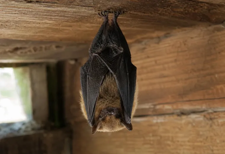 Petite pipistrelle suspendue à une poutre en bois dans un grenier, éclairée par la lumière douce d'une lucarne