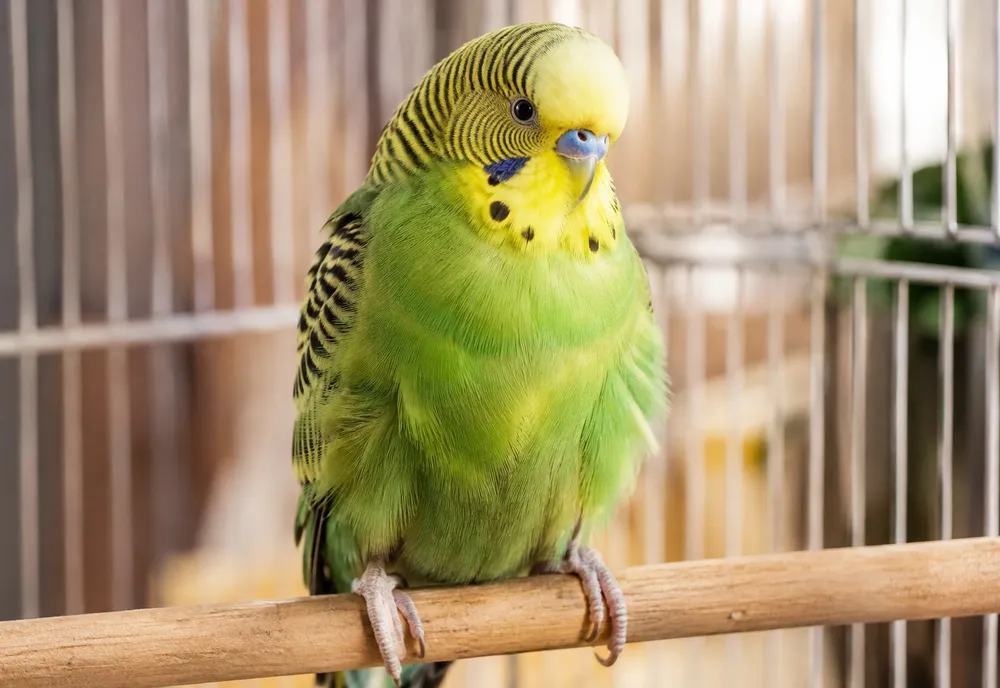 Perruche verte au plumage légèrement gonflé, perchée sur un bâton en bois dans sa cage