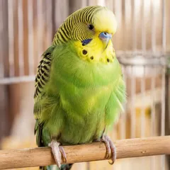 Perruche verte au plumage légèrement gonflé, perchée sur un bâton en bois dans sa cage