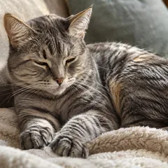 Chat tigré gris détendu, les yeux mi-clos, couché sur une couverture et pétrissant avec ses pattes avant