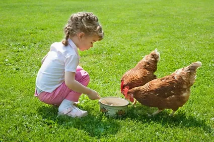 photos animaux de la ferme