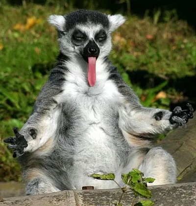 photo animaux drole