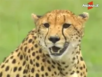 videos animaux sauvages d’afrique