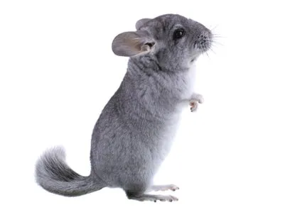 Assurance chinchilla