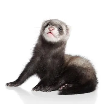 Assurance pour Furet