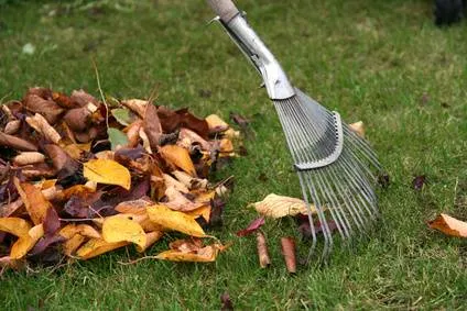 Automne, la période de mue de votre animal de compagnie