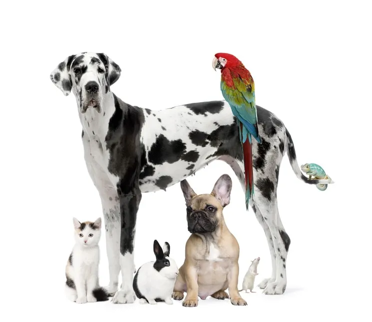 Garde animaux