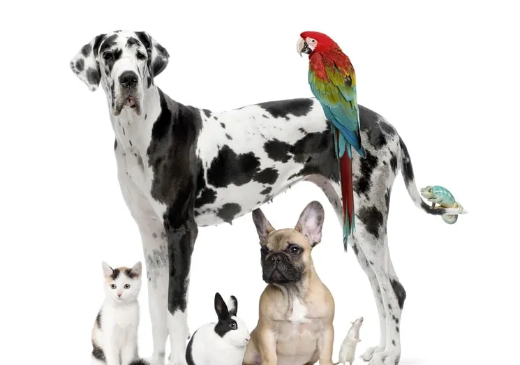Garde animaux
