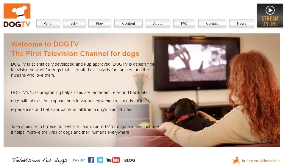 Lancement d’une chaîne de TV… pour chiens !
