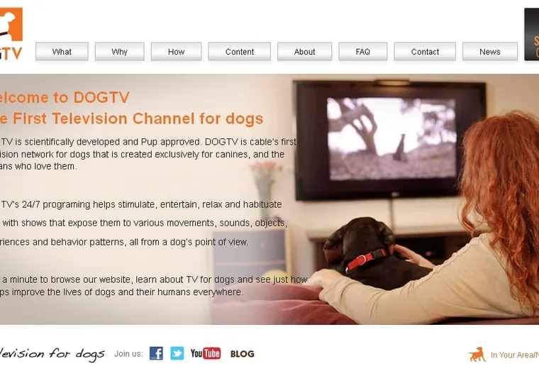 Lancement d’une chaîne de TV… pour chiens !