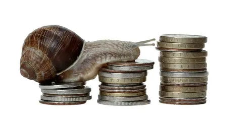 Le budget pour un lapin