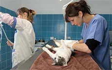 Pourquoi stériliser les chiens et les chats ?